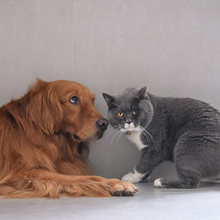 Cat and dog