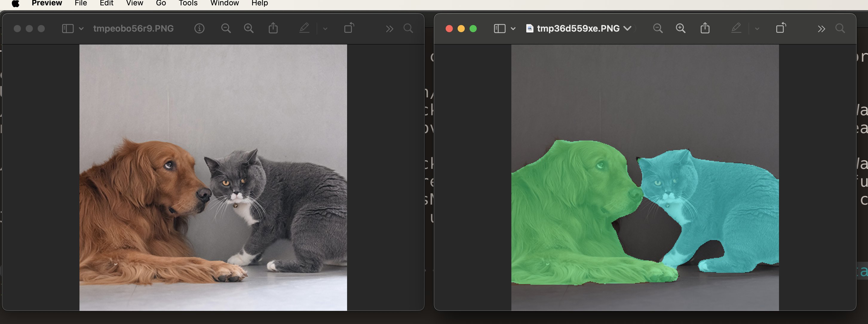 Cat and dog, original and segmented images